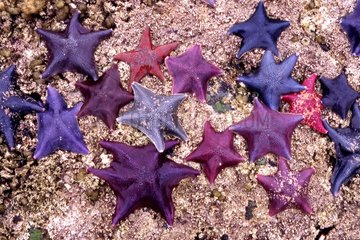 Sea Stars bunte Inseln der KÃ¶nigin Charlotte