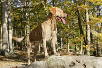 Labrador im Wald Vaux-de-Cernay Frankreich