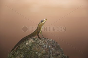 Male St Lucia tree lizard on a rock St Lucia