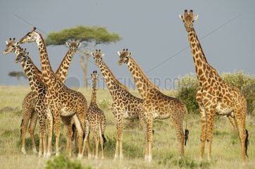 Masai Giraffes in the savannah Masai Mara Reserve Kenya