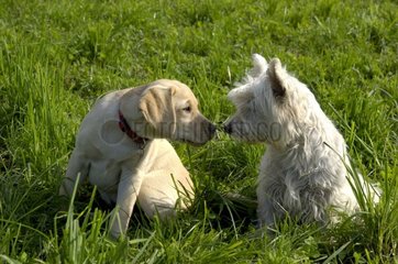 Young Labrador Bitch playing with adult Westie France