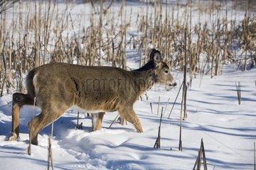 White-tailed Deer walking in the snow Quebec Canada