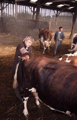 Künstliche Befruchtung einer normannischen Kuh