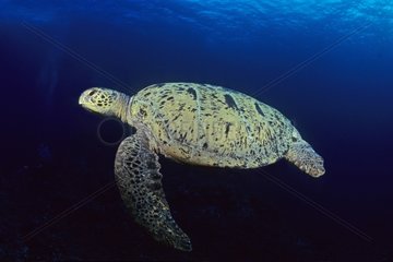 Sea Turtle swiming New Caledonia