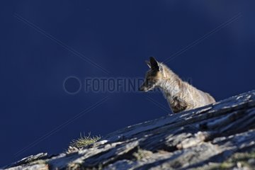 Red fox on the rocks Pyrenees