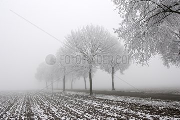 Frost on a road bordered of trees in winter Alsace France