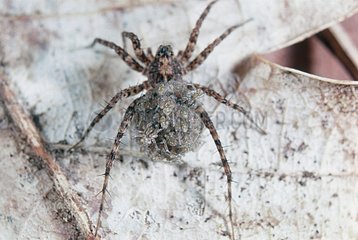 Wolf Spider female with the abdomen full of nymphs