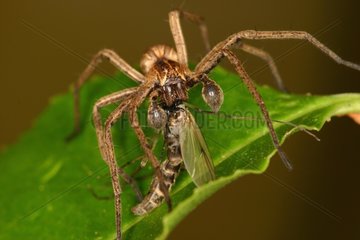 Nursery-web Spider with its prey Belgium