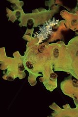 Koralle fluoreszierende Lebensleugung in Neukaledonien