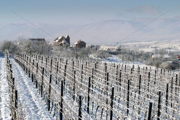 Vignoble alsacien sous la neige Bas-Rhin France