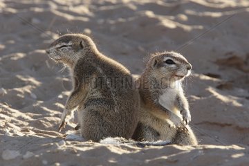 South african ground squirrels getting warmer in the sun