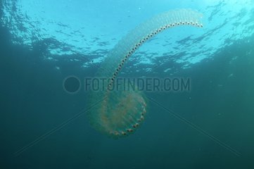 Pelagic tunicate swimming Oleron island France