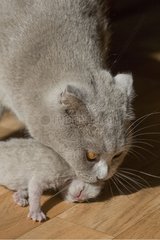 Scottish Fold She-Cat Carring sein neugeborenes Kind Frankreich