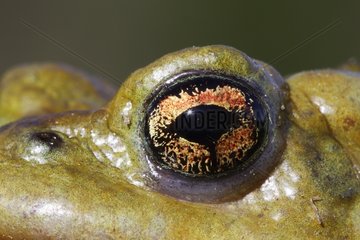 Auge eines europäischen Krötenspaniens