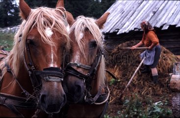 Porträt von Pferden vor einer Farm