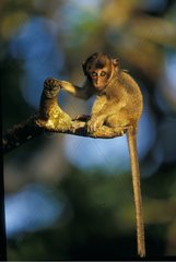 Portrait of long-tailed Macaque sitting on a branch