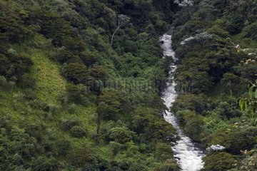 Fluss in einem Wald in der Höhenprovinz Imbabura