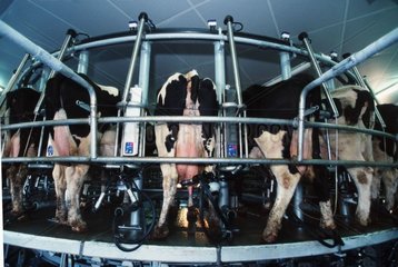 Vaches Prim'holstein en salle de traite rotative France