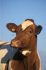 Vache Montbéliarde au museau couvert de mouches Portrait