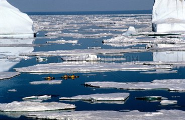 Kayaks circulant entre les icerbergs Mer du Groenland