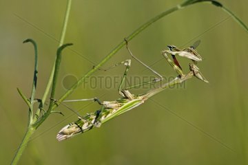 Mantis religiosa eating a fly on an herb France