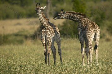 Pair of young Masai Giraffes in savanna Masai Mara Kenya
