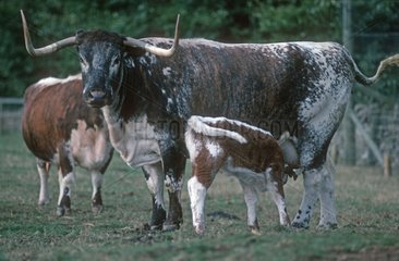 Longhorn Cow und Calf Cotswold Farm Park UK UK