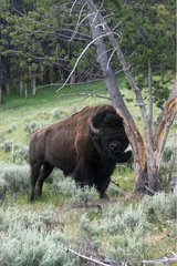Male buffalo scrubbing itself NP of Yellowstone USA