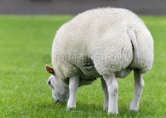 Sheep texel in grass Netherlands