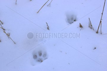 Traces of Lynx in snow in high Doubs