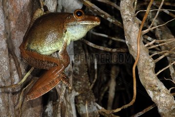 Gladiator tree frog male singing French Guiana