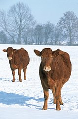 Cow and génisse with the park under snow in winter France