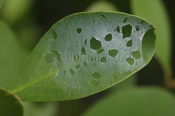 Canvas Arachnid or insect on a leaf Indonesia