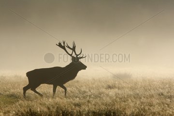 Stag Red deer in the morning mist Great Britain