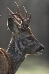 Roe Deer with a velvet rest on its antlers France