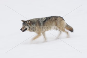 Gemeinsamer grauer Wolf  der schnell im Schnee Finnland geht