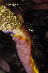 Oeufs sur la queue d'un Dragon de mer commun mâle Australie