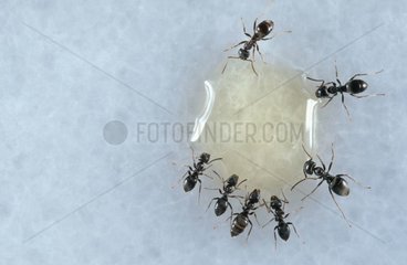 Fourmis se nourrissant de miel sur le marbre d'une cuisine