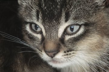 Portrait d'un chaton