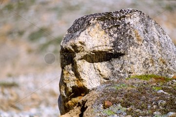 Rock in Form des Kopfes Grönland