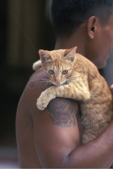 Man wearing a red tabby kitten on his shoulder Burma