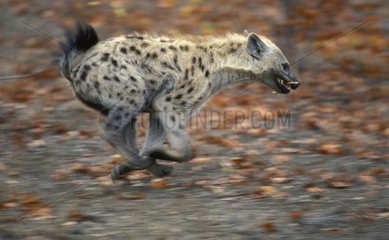 Jeune Hyène tachetée courant PN Kruger RSA