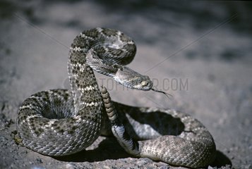 Western Diamond-backed Rattlesnake in posture of attack USA
