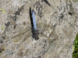 Black-tailed skimmer male on a rock