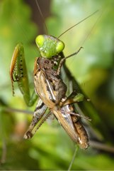 Mantis beten  eine Heuschrecke zu essen  Frankreich