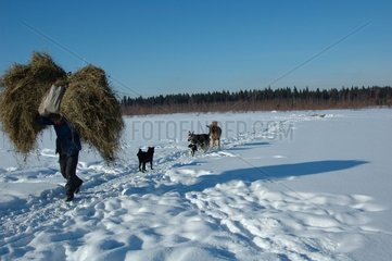 Sammeln des Heus im Winter Russland