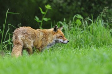 Roter Fuchs in der Waldlöschung im Frühjahr England