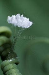 Lacewing eggs Spain