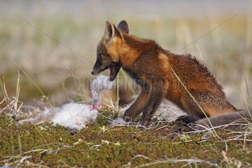 Young Red fox in dark phase eating a hare Nome Alaska