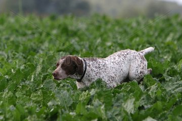 Bourbonnais Pointing dog in fields beet Picardy